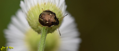 Eysarcoris ventralis