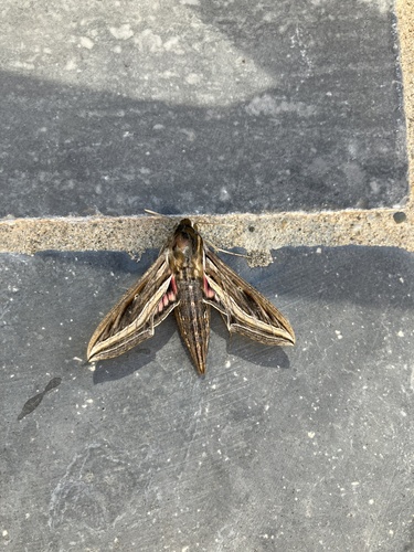 Hippotion celerio