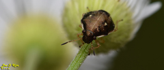 Eysarcoris ventralis