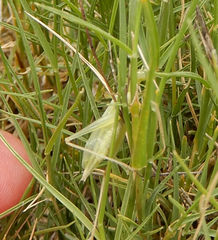 Oecanthus argentinus