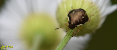 Eysarcoris ventralis