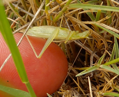 Oecanthus argentinus