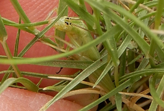 Oecanthus argentinus