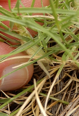 Oecanthus argentinus