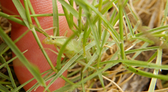 Oecanthus argentinus