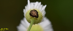 Eysarcoris ventralis