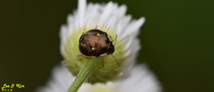 Eysarcoris ventralis