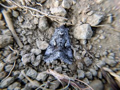 Syngrapha interrogationis