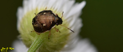 Eysarcoris ventralis