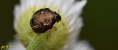 Eysarcoris ventralis