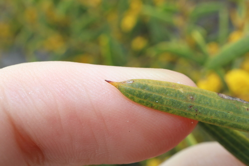 Image of Acacia cochlearis by (c) Thomas Mesaglio, some rights reserved (CC BY)