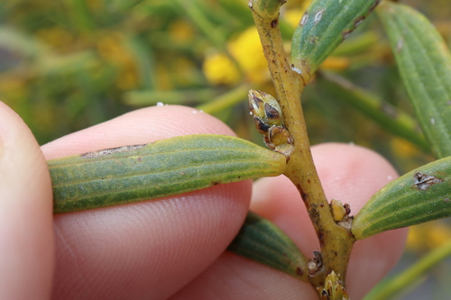 Image of Acacia cochlearis by (c) Thomas Mesaglio, some rights reserved (CC BY)