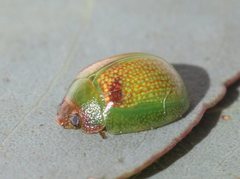 Paropsisterna simsoni