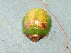 Paropsisterna simsoni