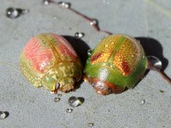 Paropsisterna simsoni