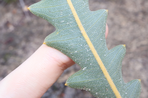 Image of Banksia gardneri by (c) Thomas Mesaglio, some rights reserved (CC BY)