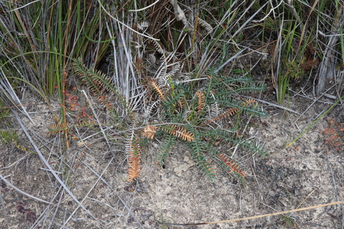 Banksia arctotidis (Banksia arctotidis)