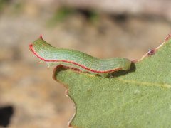 Paralaea polysticha