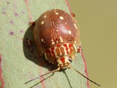 Paropsis marmorea