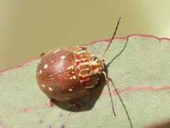 Paropsis marmorea