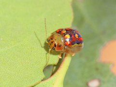 Paropsisterna annularis