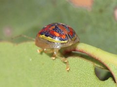 Paropsisterna annularis