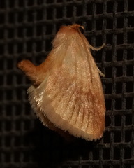 Tortricidia testacea