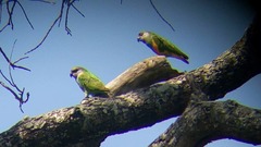 Poicephalus senegalus