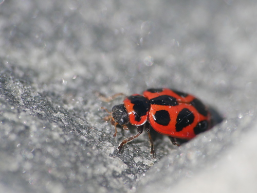 Seaside Lady Beetle (Naemia seriata), a species recorded in Delaware