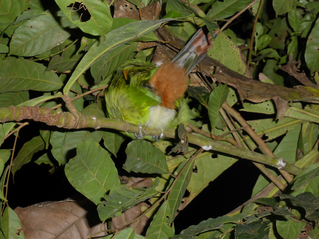 Greyish-throated Toucanet
