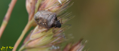 Eysarcoris ventralis