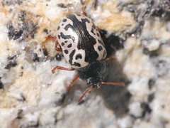 Calligrapha confluens