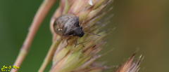 Eysarcoris ventralis