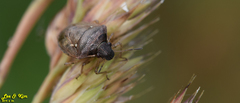 Eysarcoris ventralis