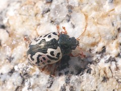 Calligrapha confluens