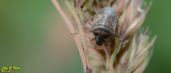 Eysarcoris ventralis