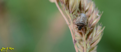 Eysarcoris ventralis