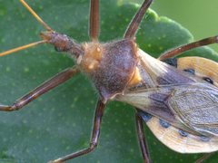 Pristhesancus chlamydatus