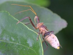 Pristhesancus chlamydatus