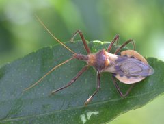 Pristhesancus chlamydatus