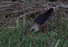 Acridotheres leucocephalus