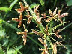 Cyperus sphaerospermus