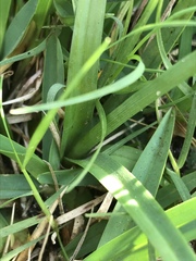 Cyperus sphaerospermus