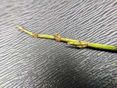 Equisetum variegatum