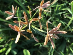 Cyperus sphaerospermus