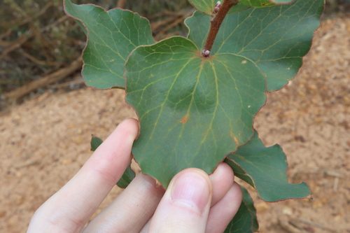 Image of Hakea cucullata by (c) Thomas Mesaglio, some rights reserved (CC BY)