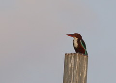 Halcyon smyrnensis