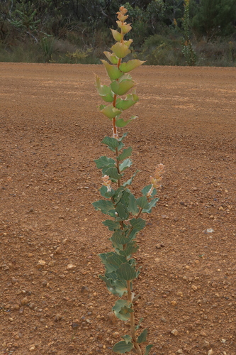 Image of Hakea cucullata by (c) Thomas Mesaglio, some rights reserved (CC BY)