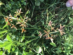 Cyperus sphaerospermus