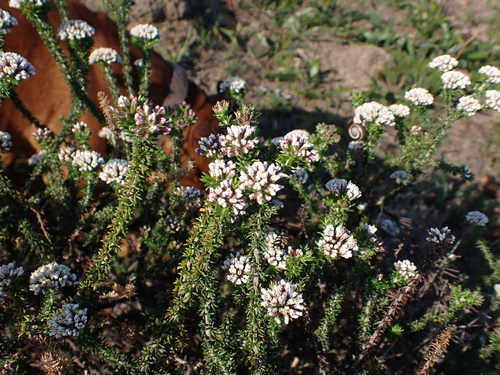Image of Shortleaf Blombush (Metalasia brevifolia) by (c) Eugene Hahndiek, some rights reserved (CC BY-SA)